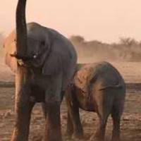 Two elephants spraying each other with dust